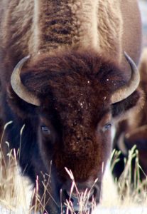 Bison | Bison Bluegrass